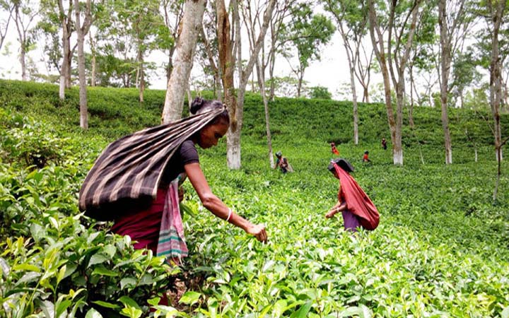 আজ চা শ্রমিক দিবস